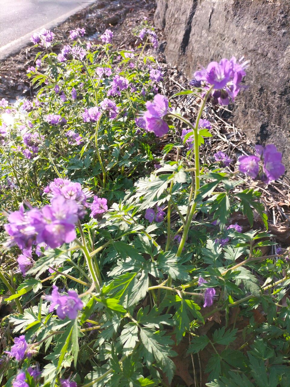 Phacelia bipinnatifida leaf