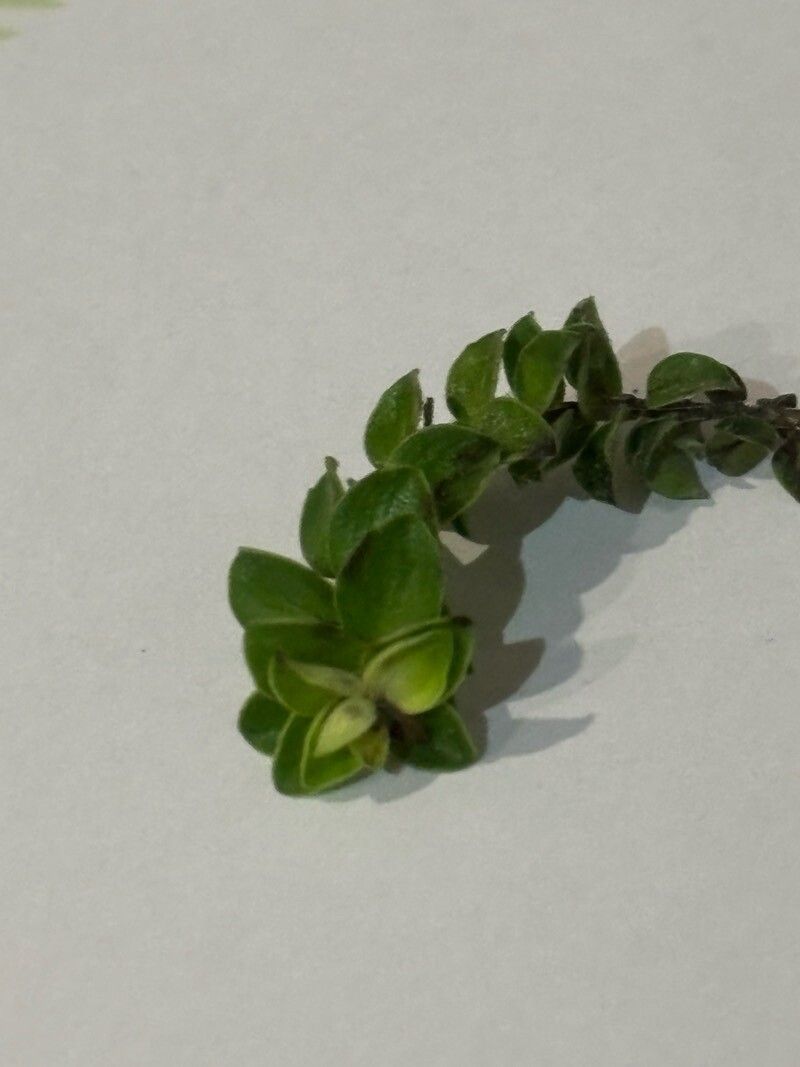 Micromeria teneriffae leaf