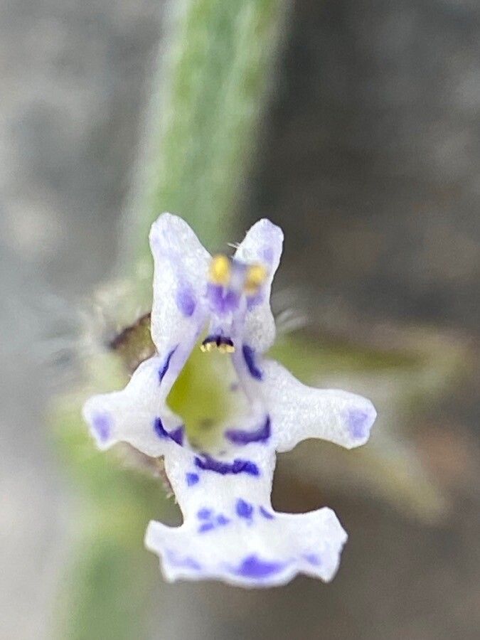 Salvia aegyptiaca flower