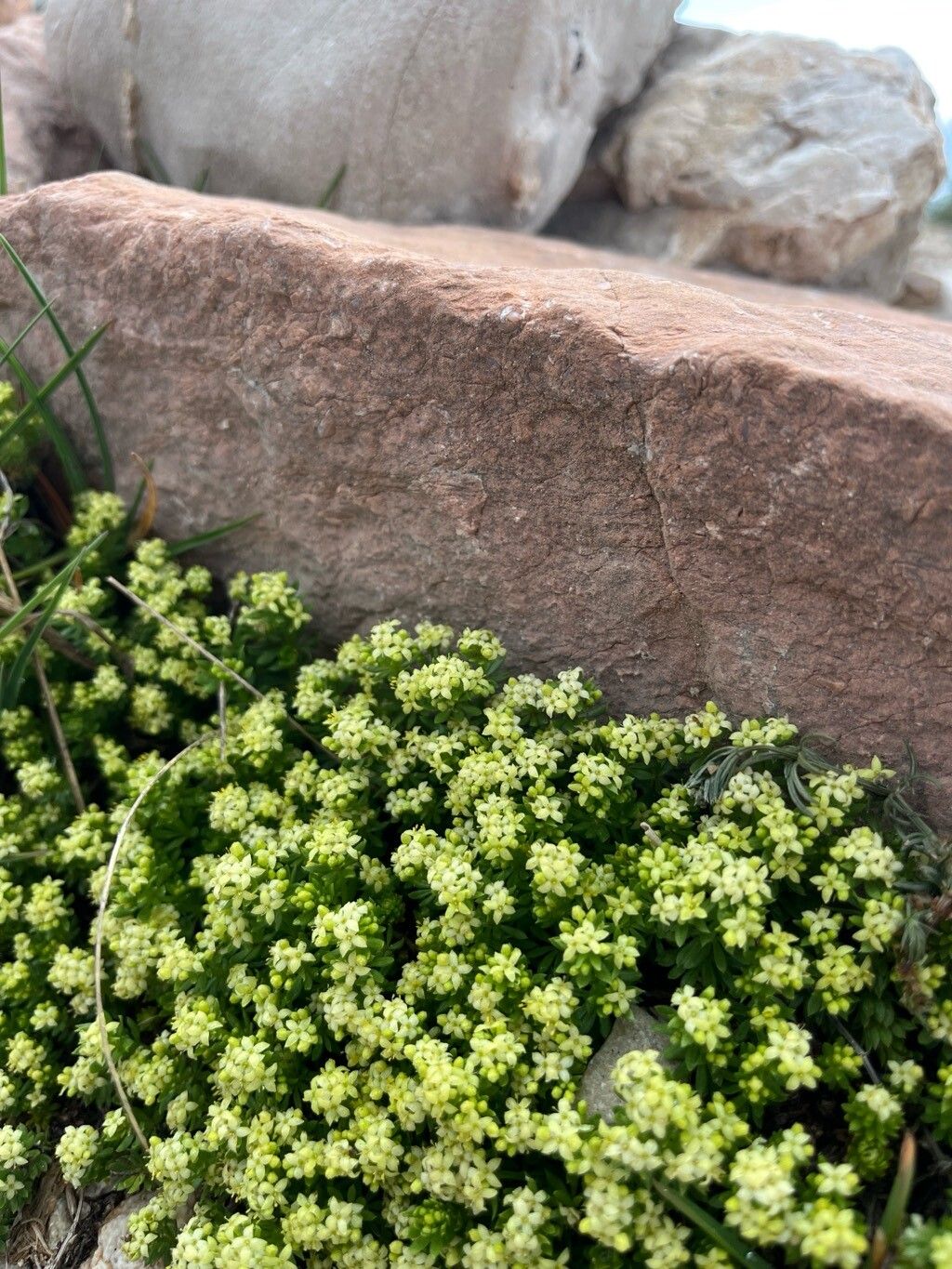 Galium magellense flower