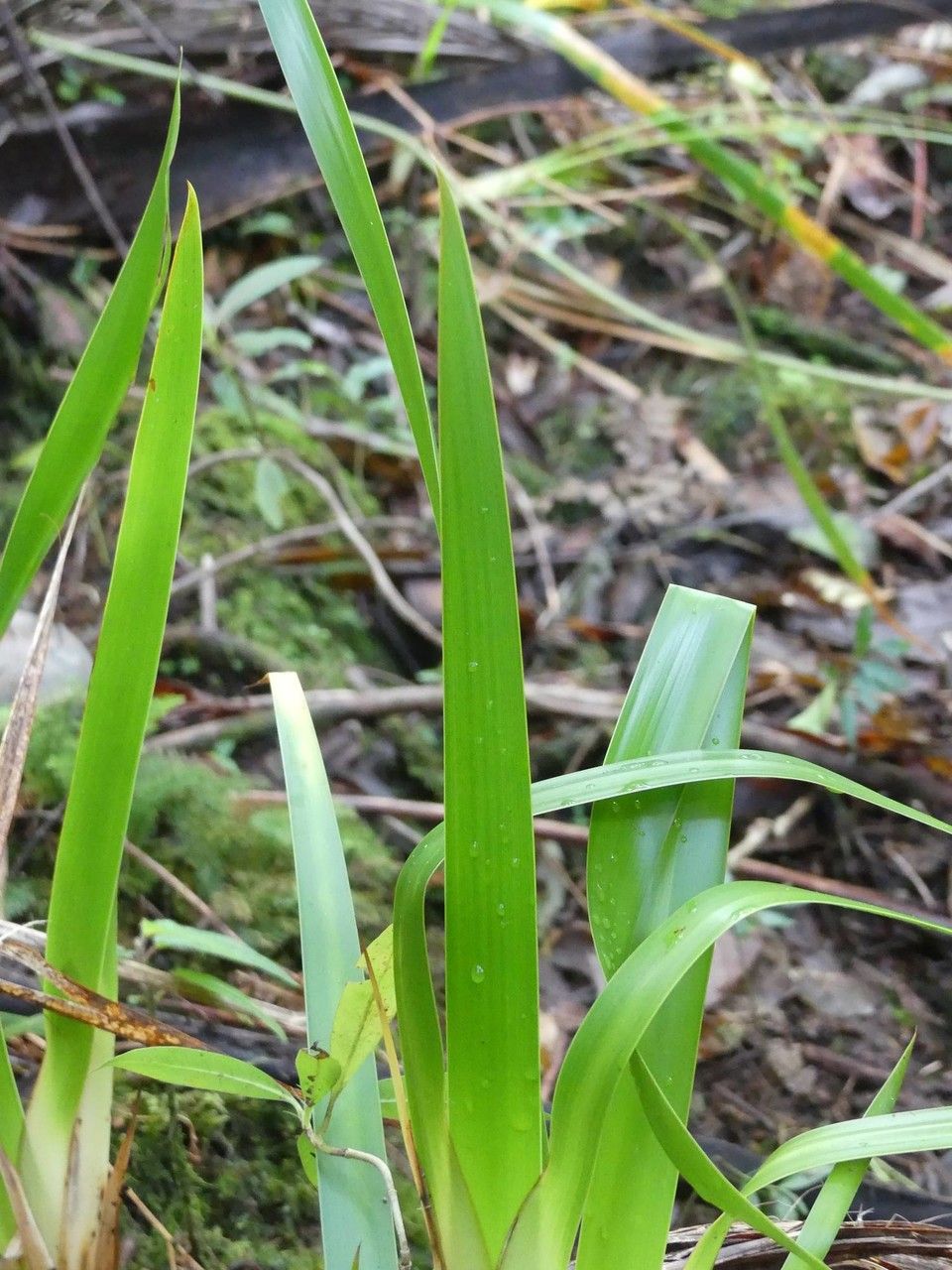 Machaerina iridifolia leaf