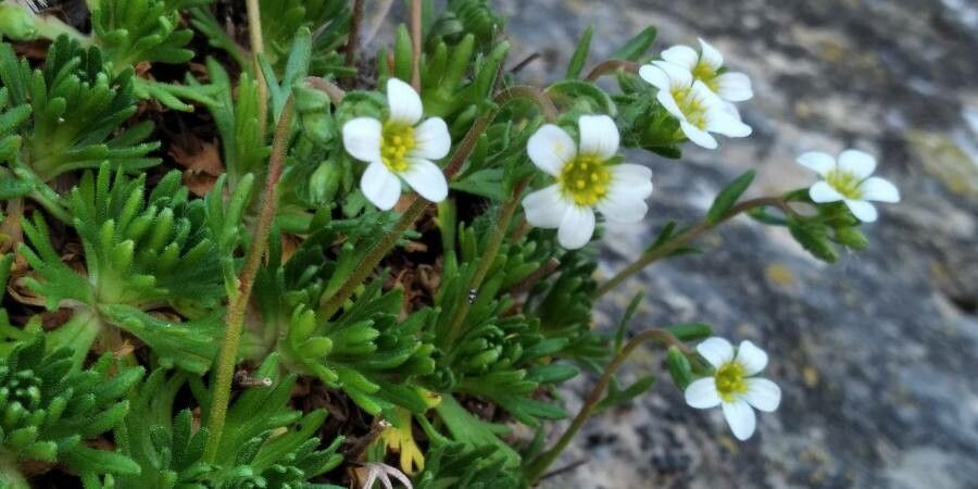 Saxifraga moncayensis flower
