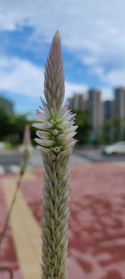 Celosia spicata flower