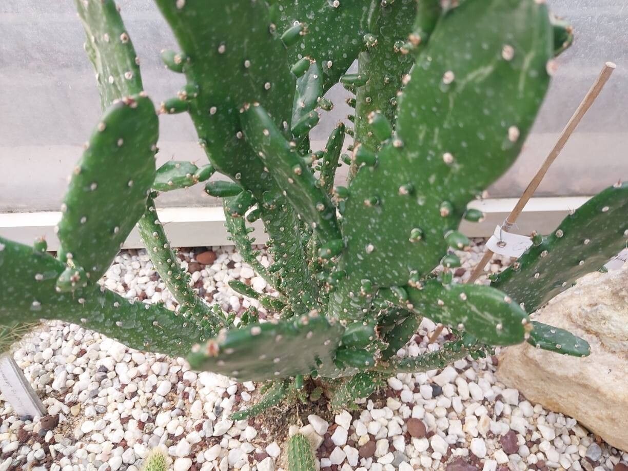 Opuntia monacanthos leaf