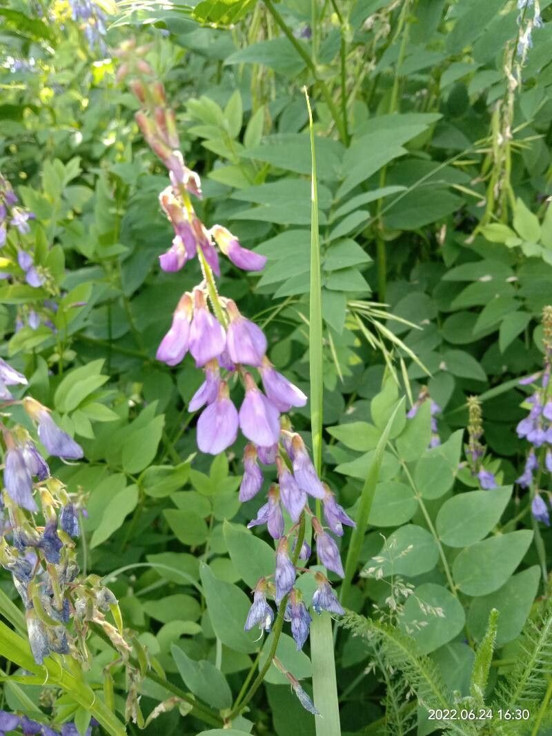 Galega orientalis flower