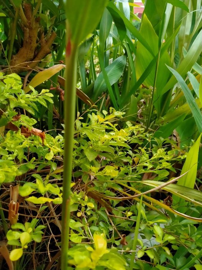 Alpinia calcarata bark