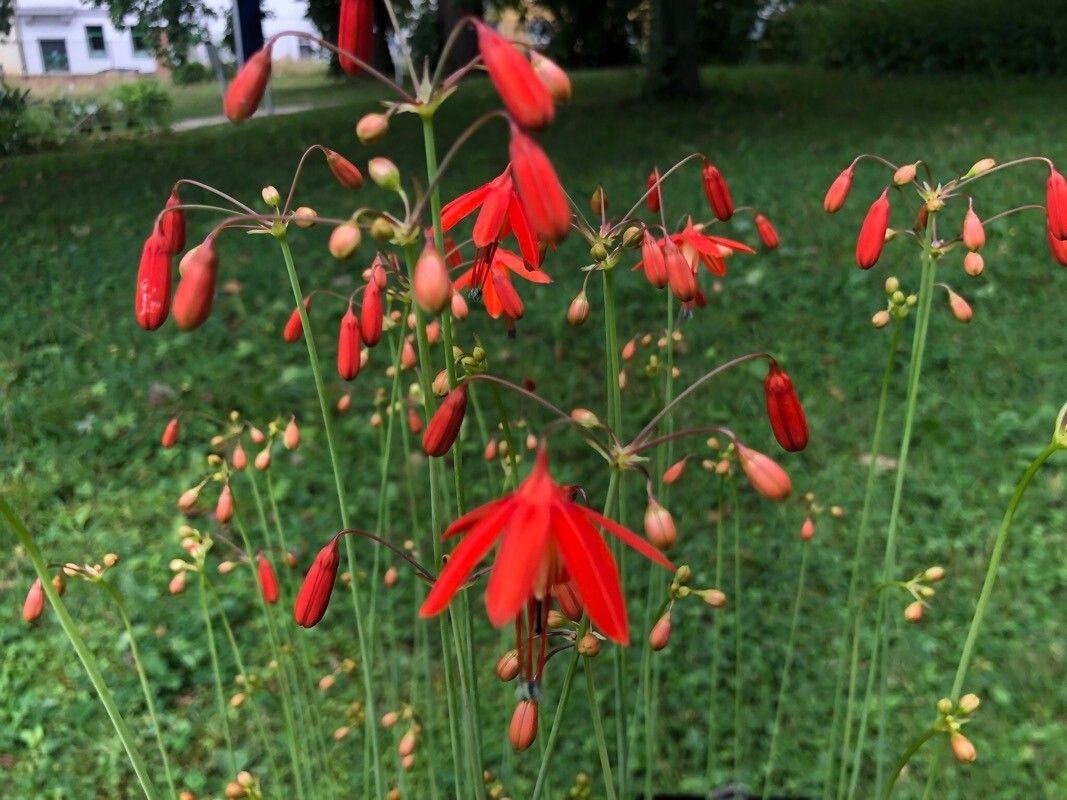 Bessera elegans — houseplant care guide