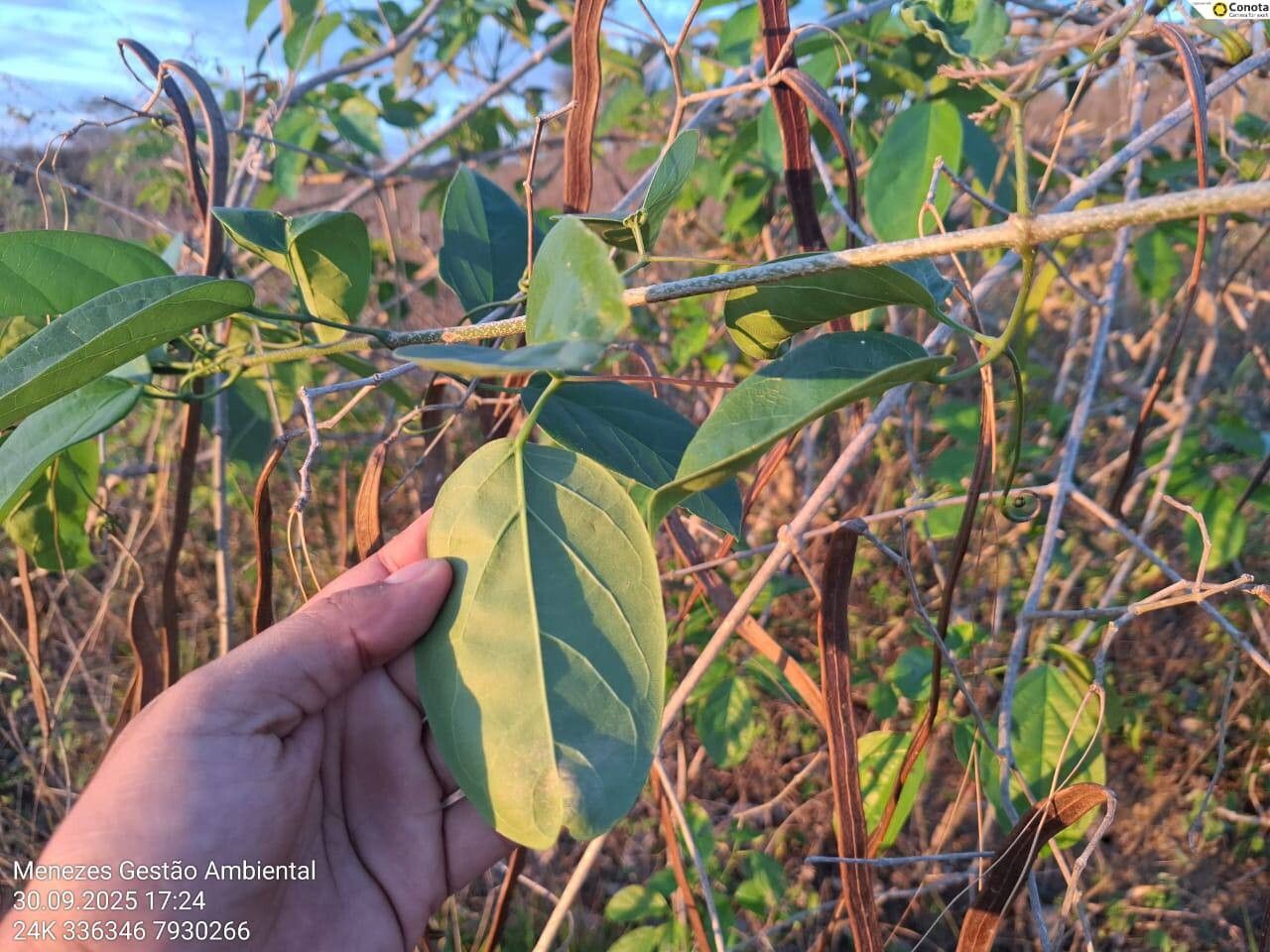 Fridericia conjugata — related species from the same genus