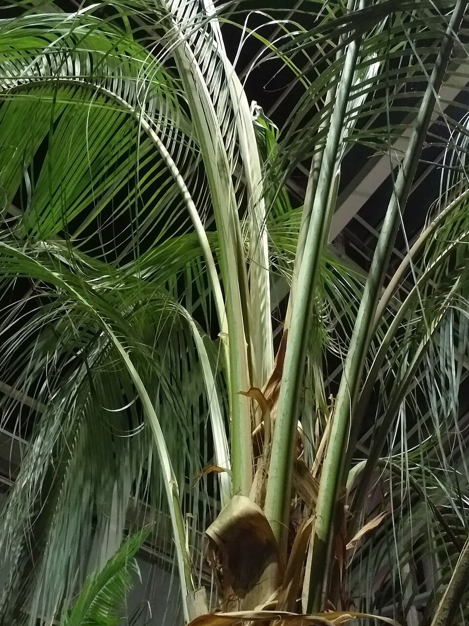 Parajubaea torallyi — search result for 'Peru to Bolivia'