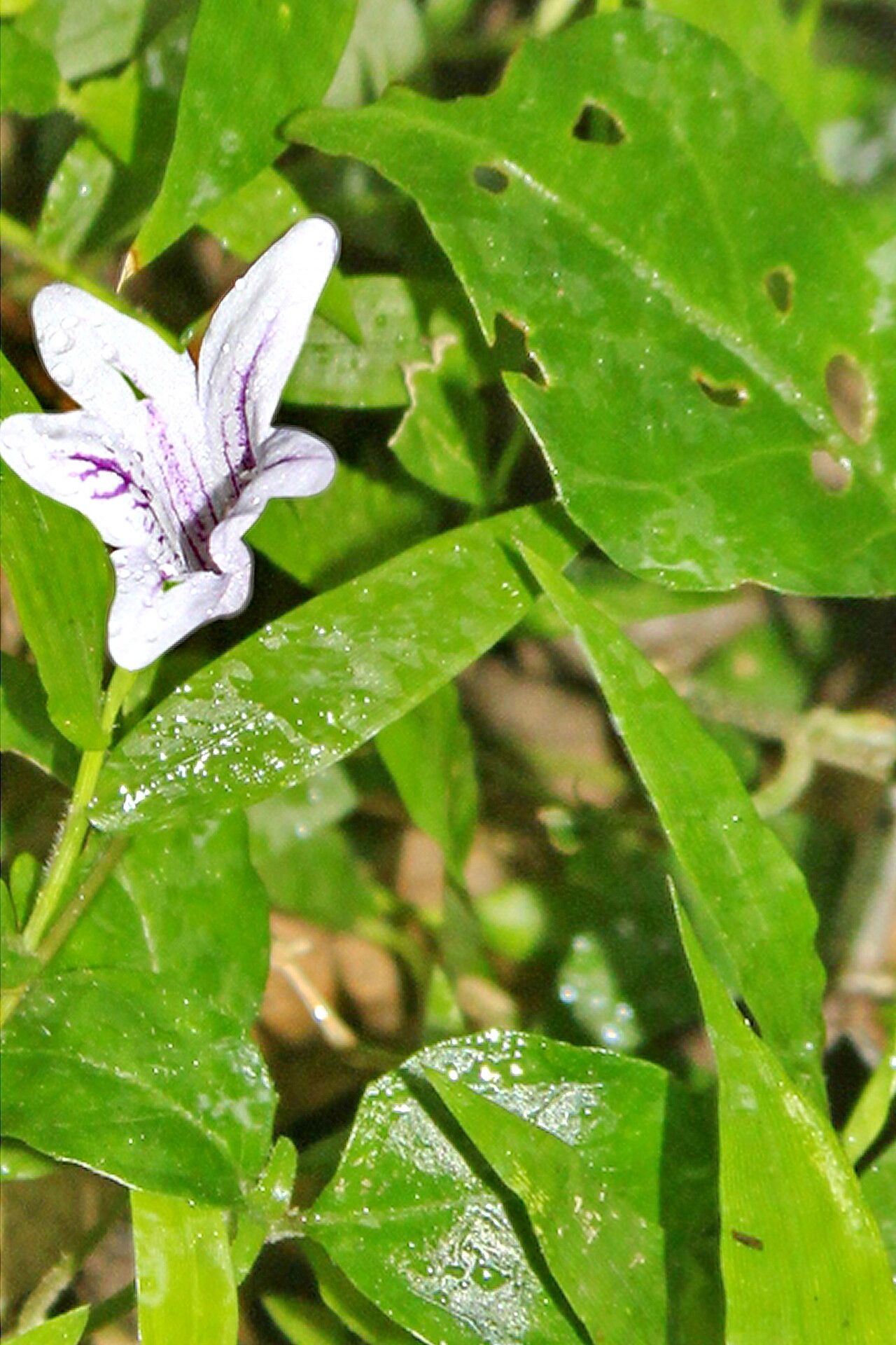 Asystasia varia — search result for 'Asystasia'