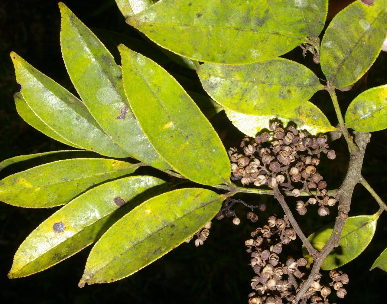 Zanthoxylum acuminatum — related species from the same genus