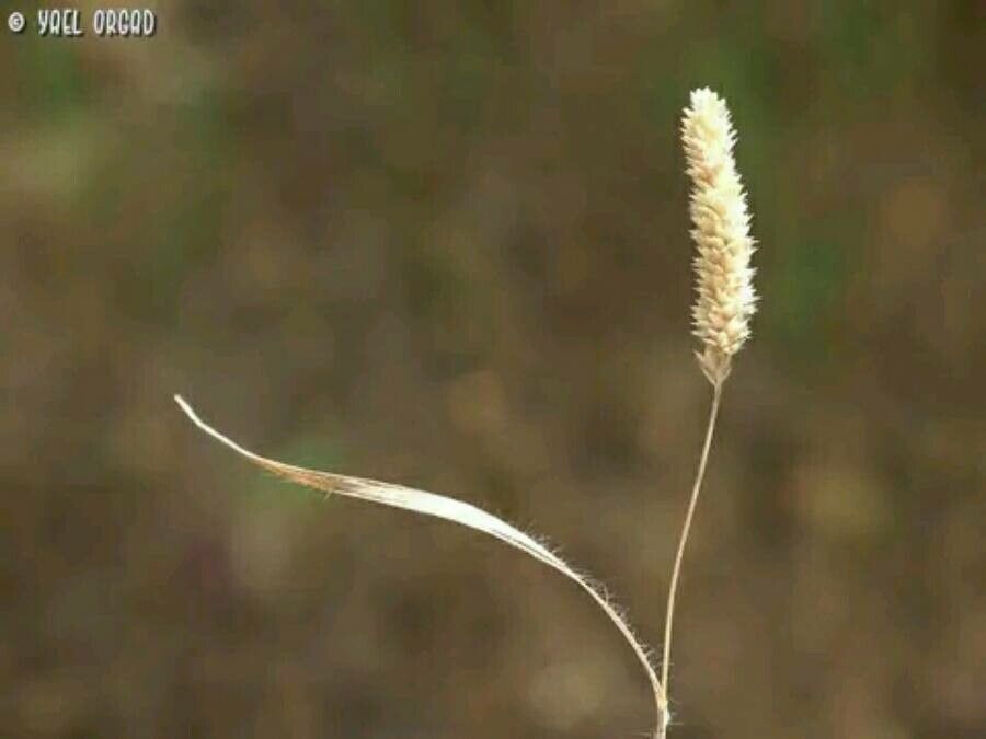 Rostraria obtusiflora — related species from the same genus