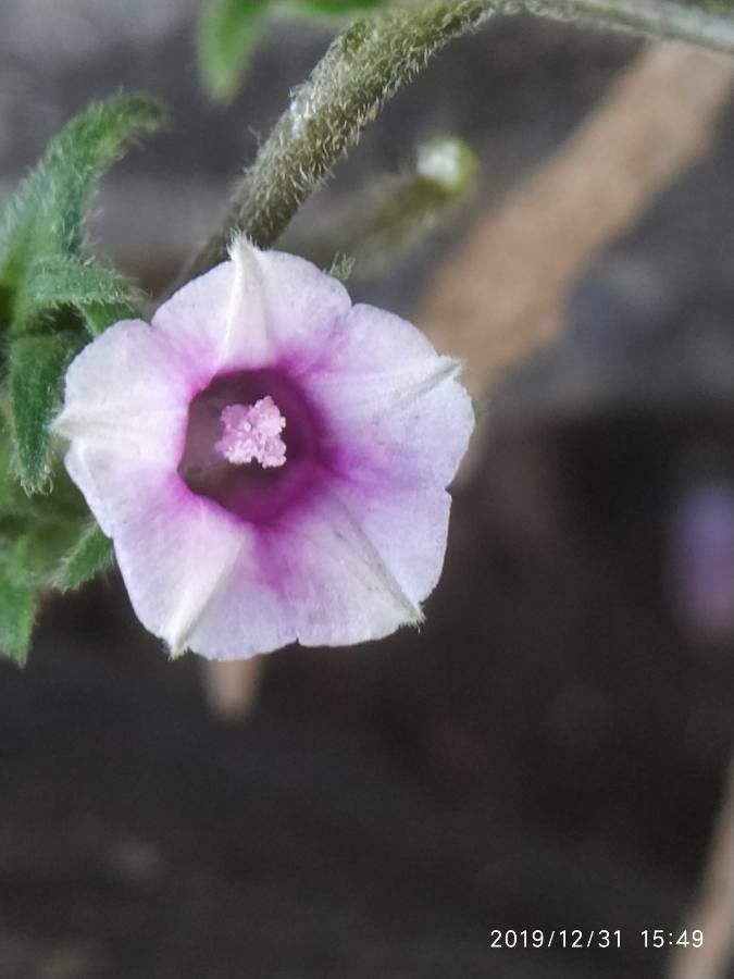 Ipomoea trifida flower