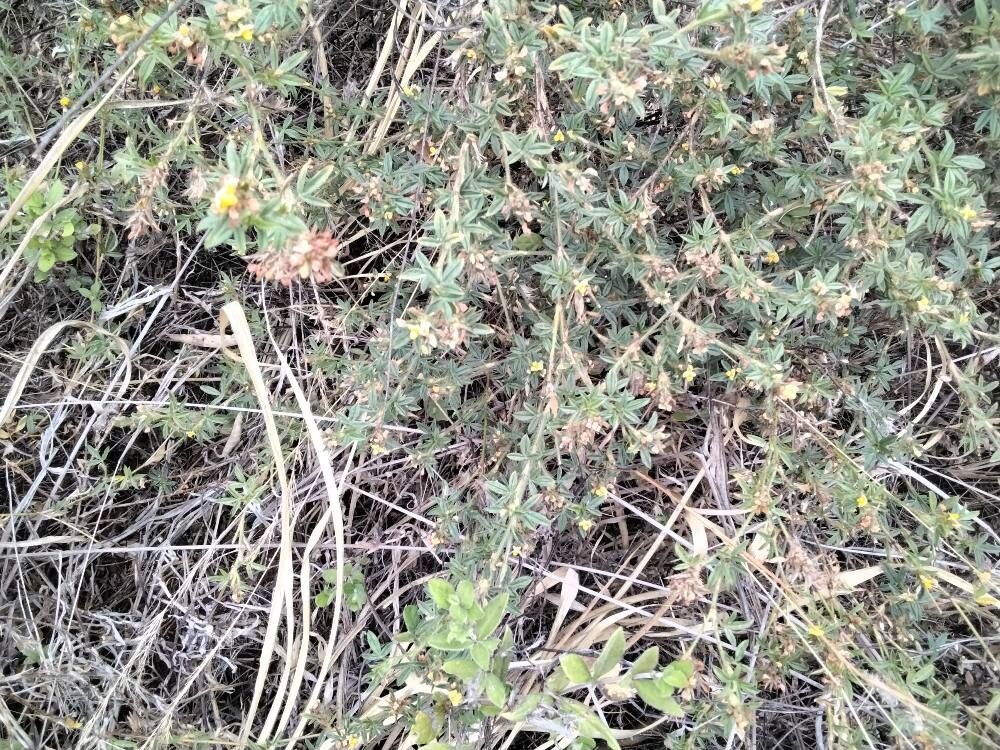 Stylosanthes viscosa flower