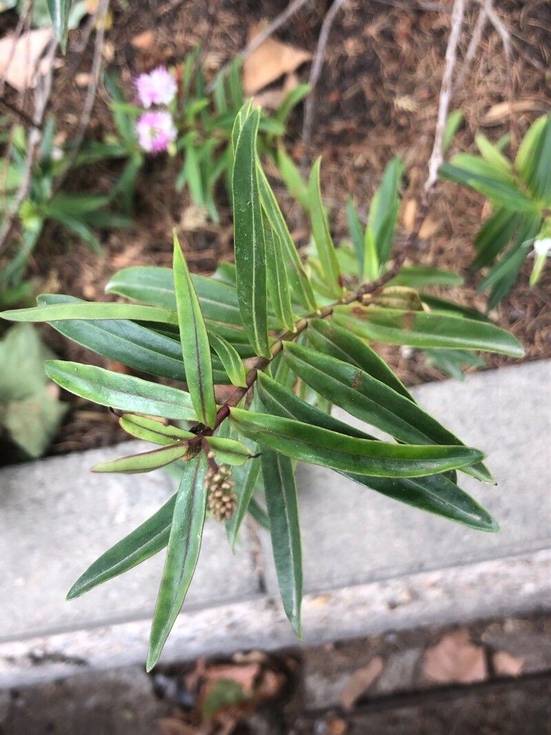 Hebe andersonii leaf