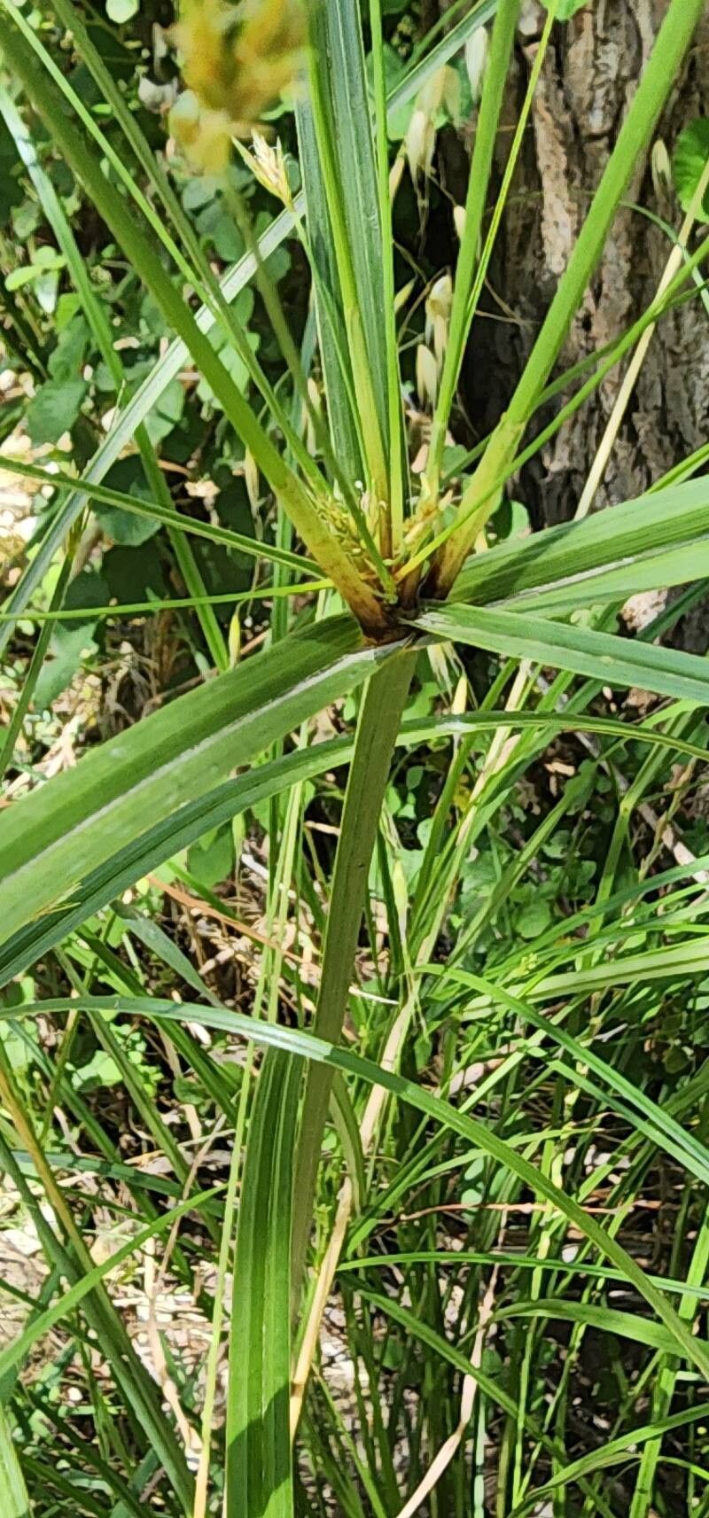 Cyperus serotinus bark