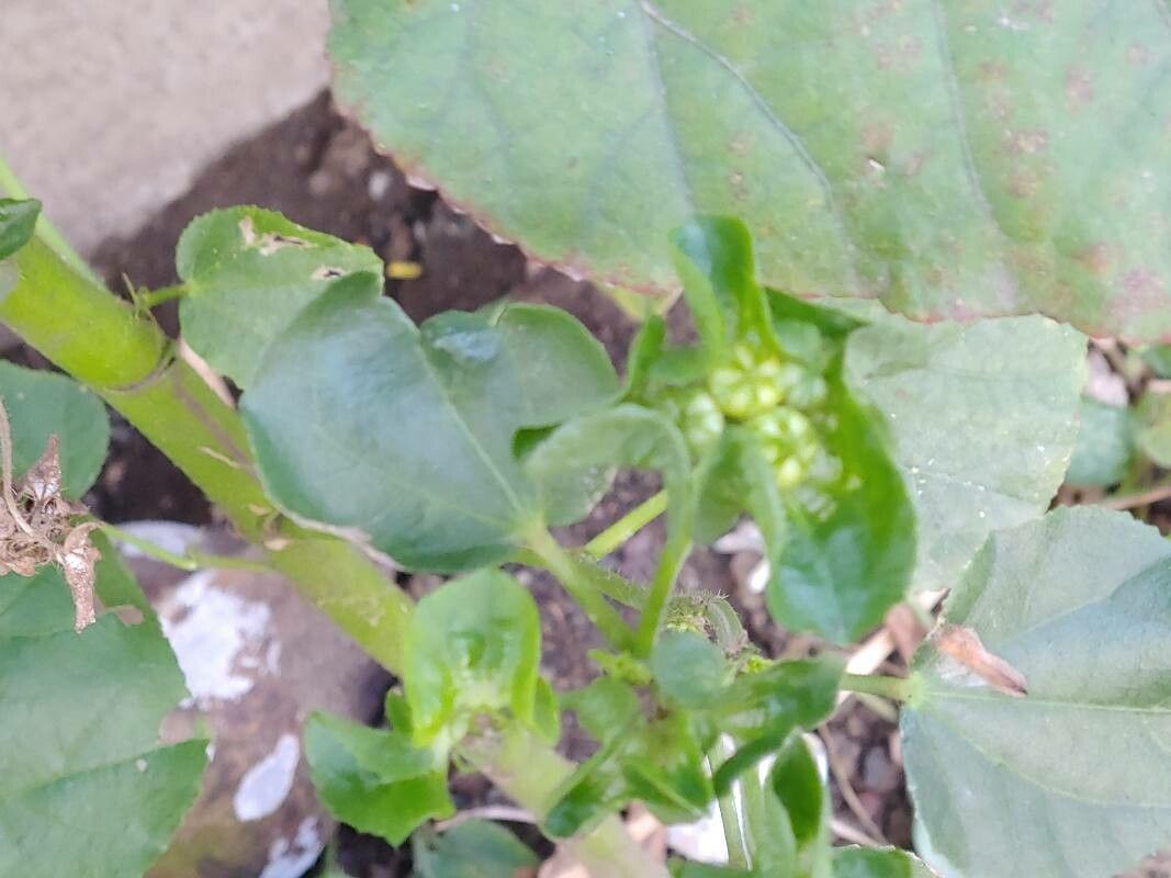 Malachra capitata fruit