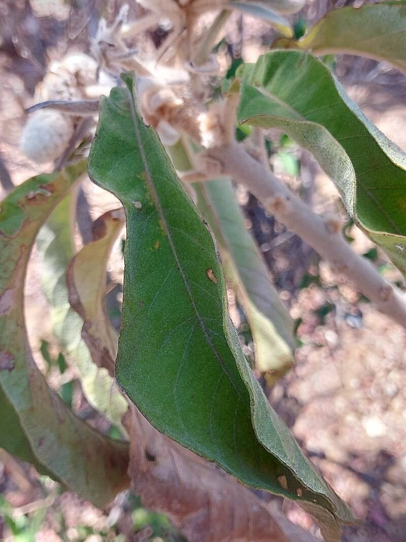 Vernonia cephalophora — search result for 'Vernonia'