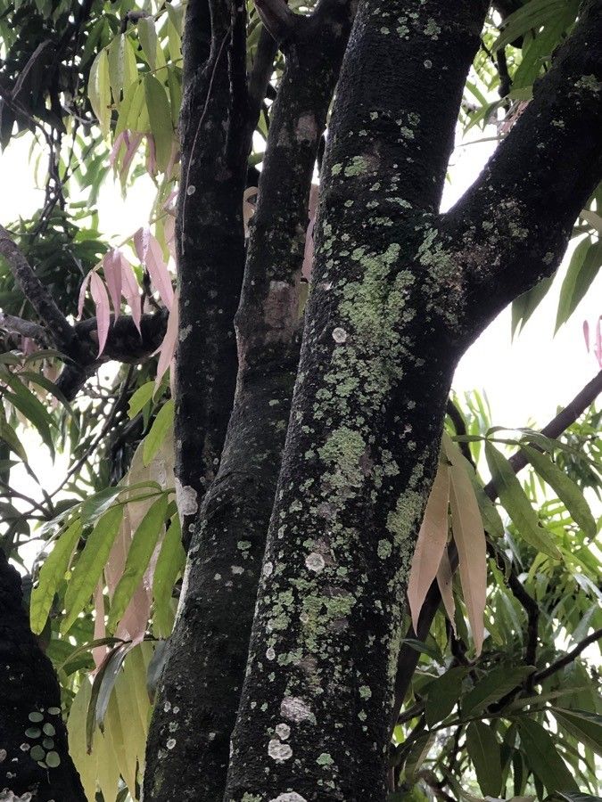Lepisanthes alata bark