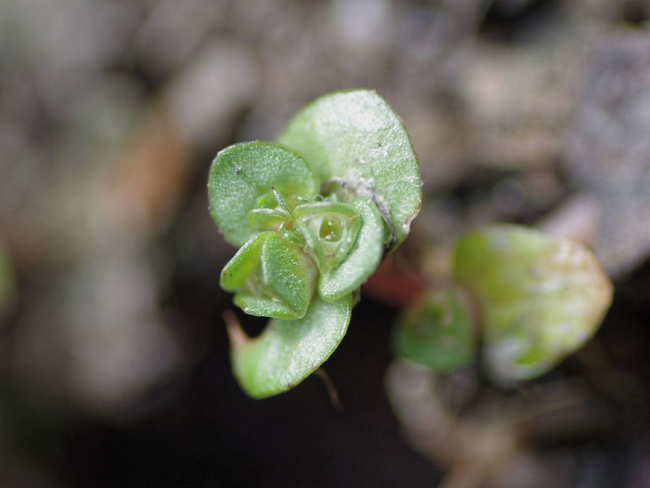 Elatine brochonii leaf