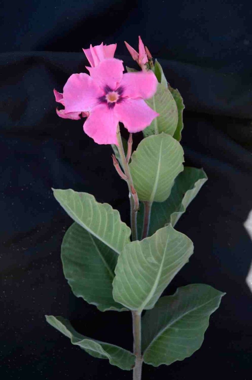 Mandevilla illustris leaf
