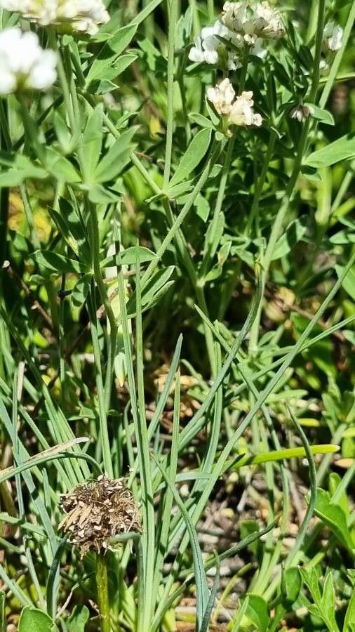 Dorycnium germanicum leaf