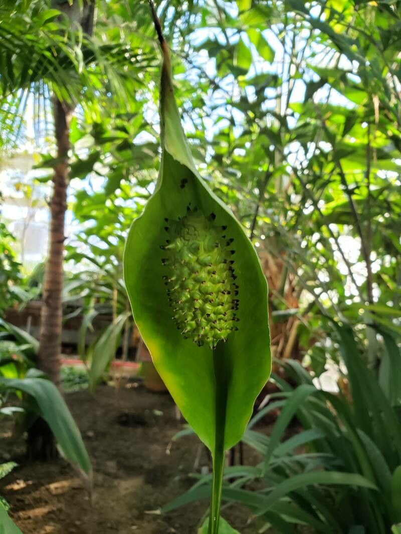 Spathiphyllum patinii flower