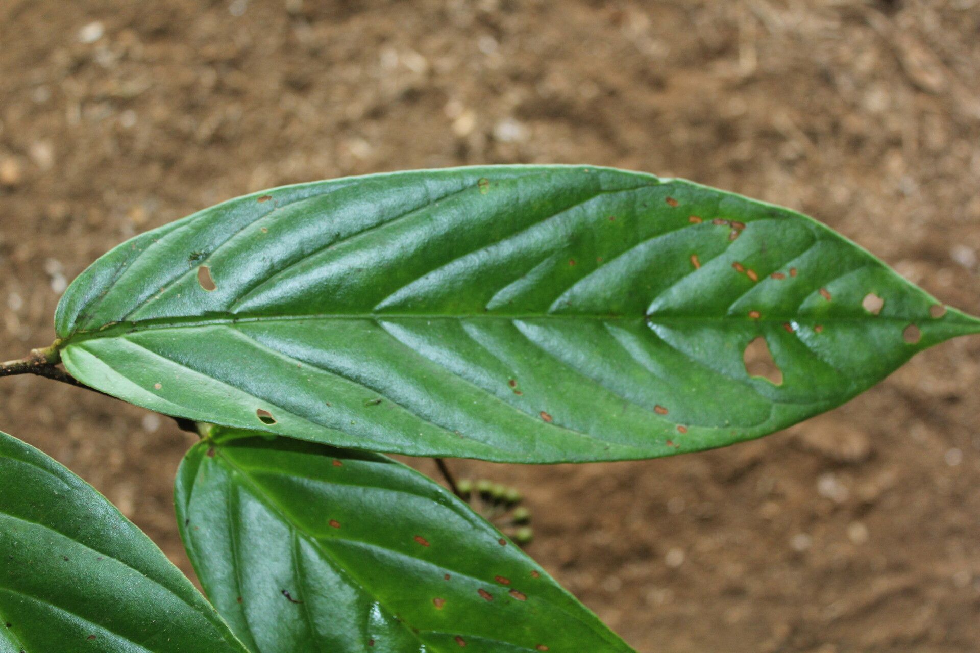 Marcgravia nervosa leaf