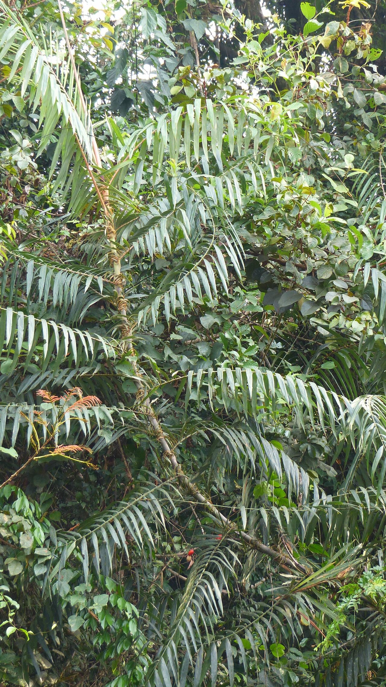 Laccosperma acutiflorum bark