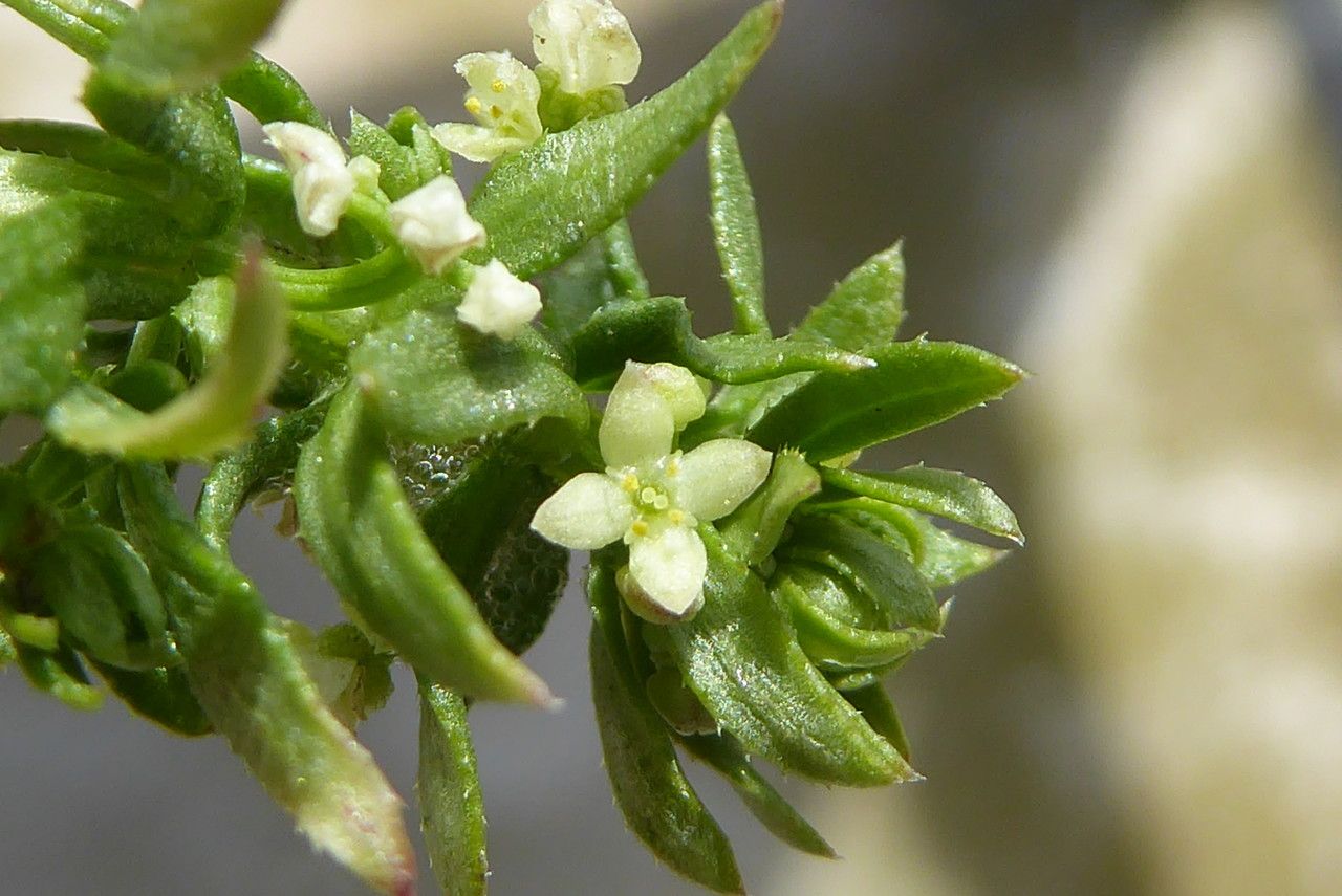 Galium verrucosum flower