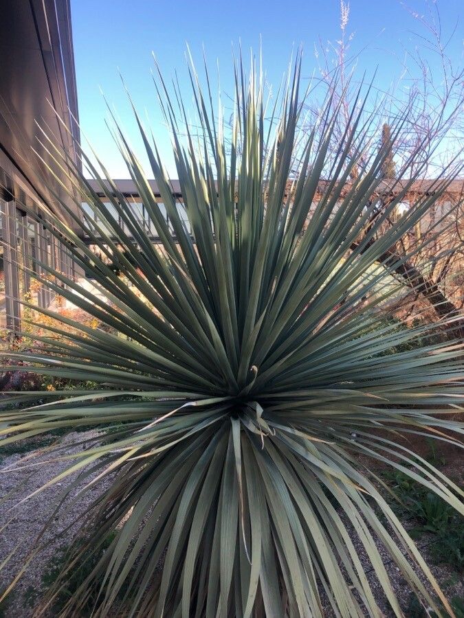 Nolina nelsonii — houseplant care guide