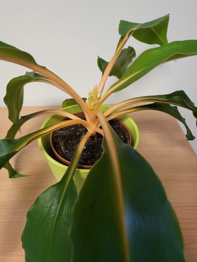 Chlorophytum orchidastrum flower