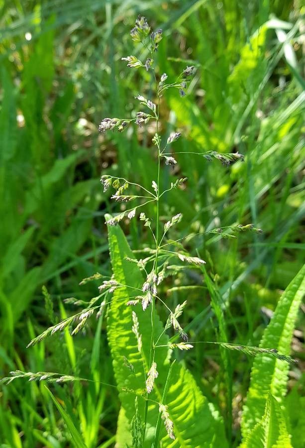 Poa bonariensis flower