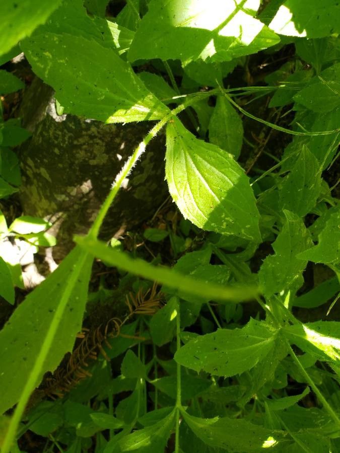 Arnica latifolia — search result for 'Alaska'