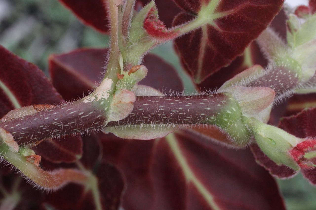 Begonia listada flower