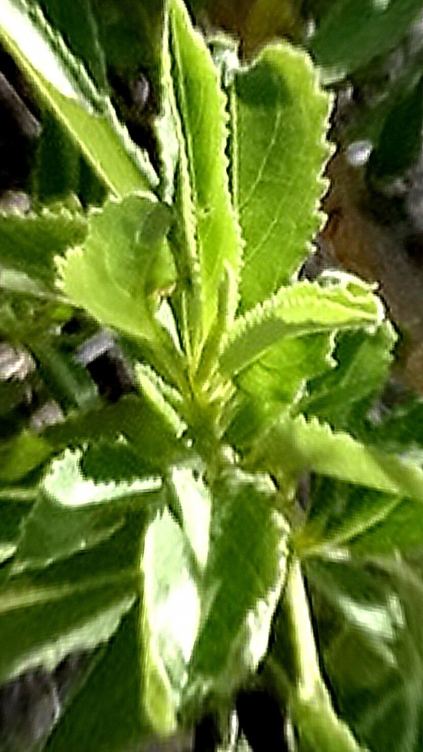 Condea tephrodes — houseplant care guide