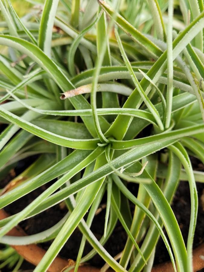 Hechtia tillandsioides leaf