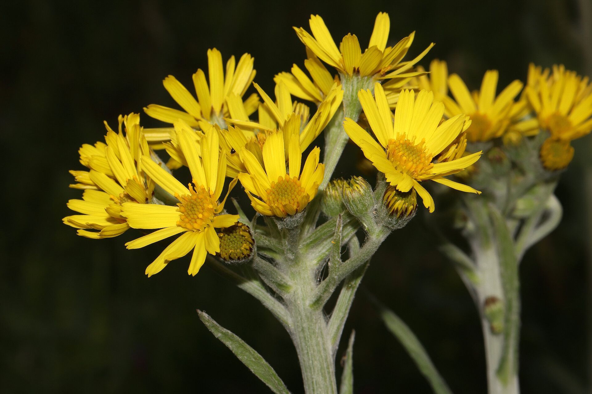 Tephroseris balbisiana flower