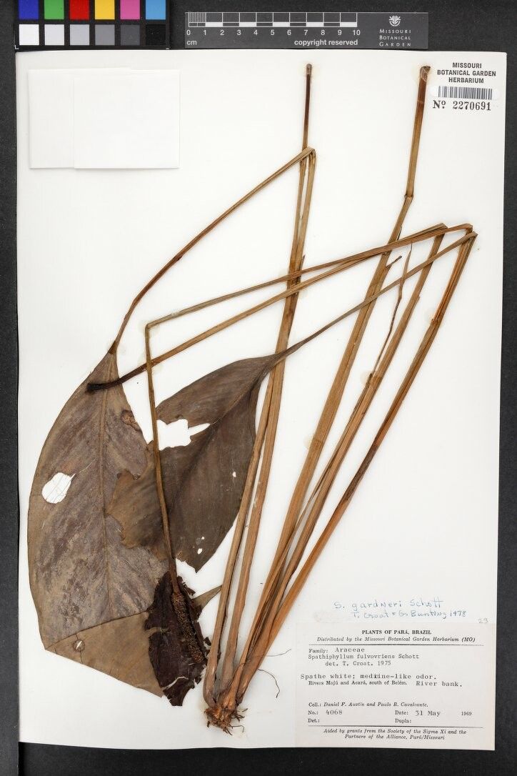 Spathiphyllum gardneri — houseplant care guide