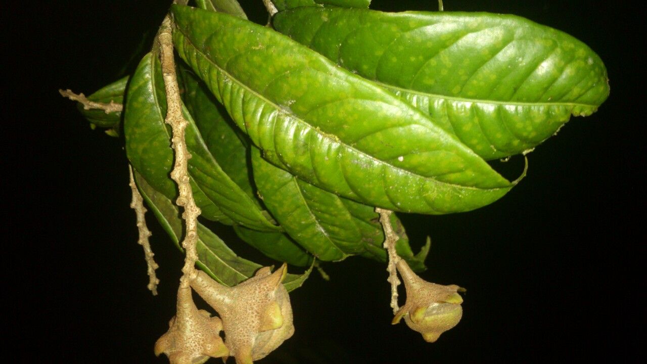 Eschweilera costaricensis leaf