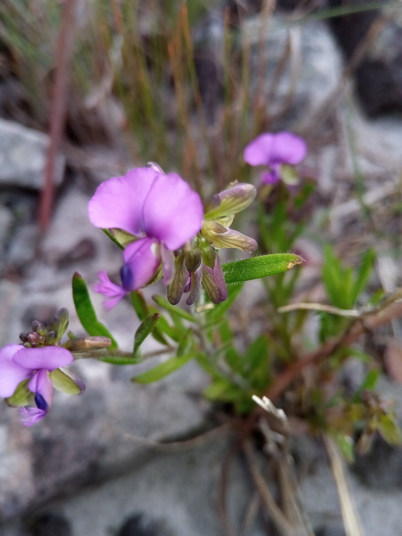 Polygala grandidieri flower