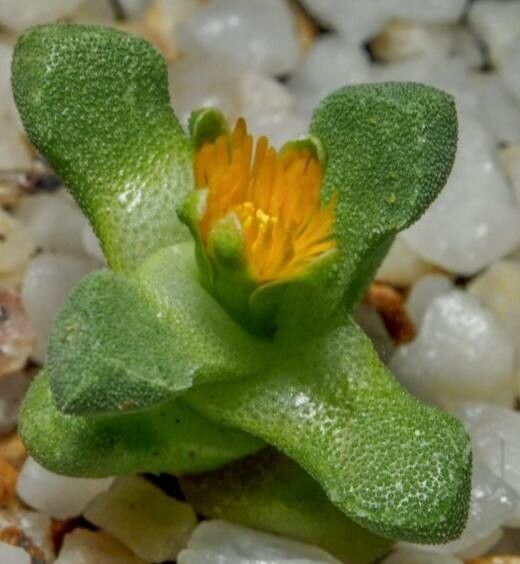 Stomatium suaveolens flower