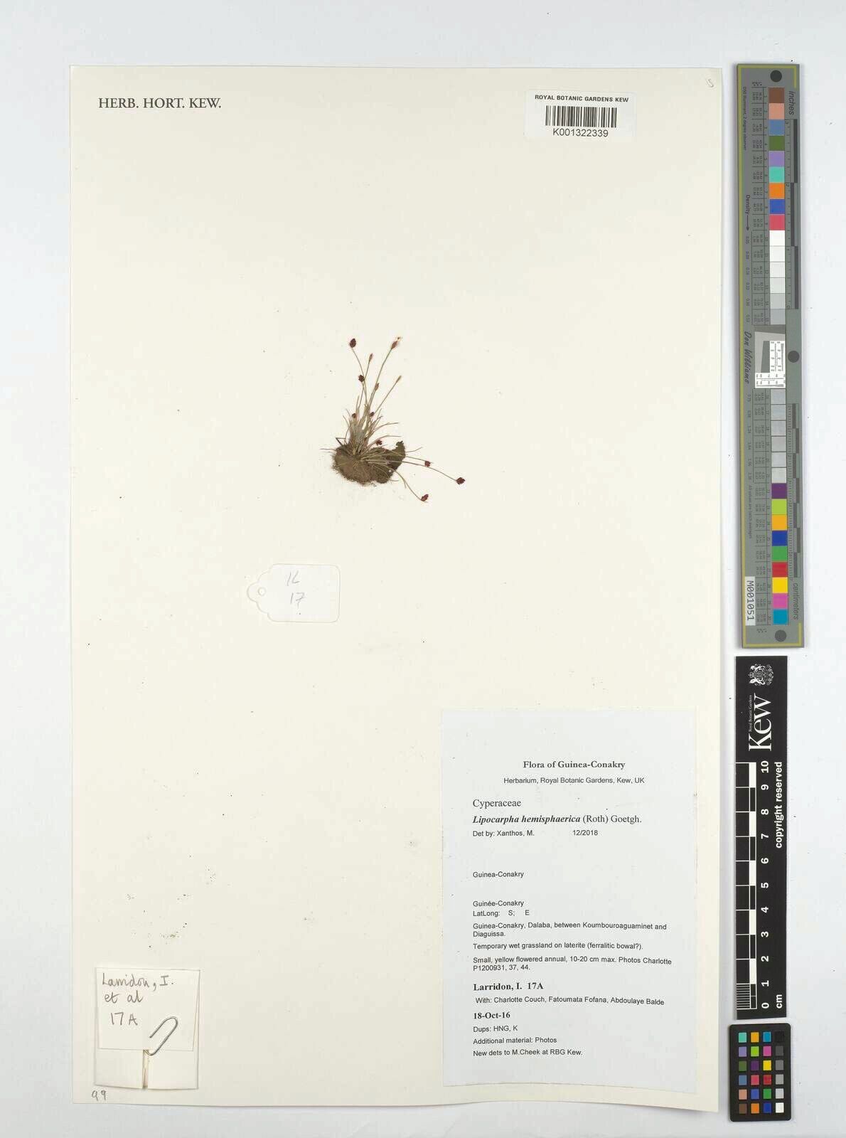 Cyperus isolepis — houseplant care guide