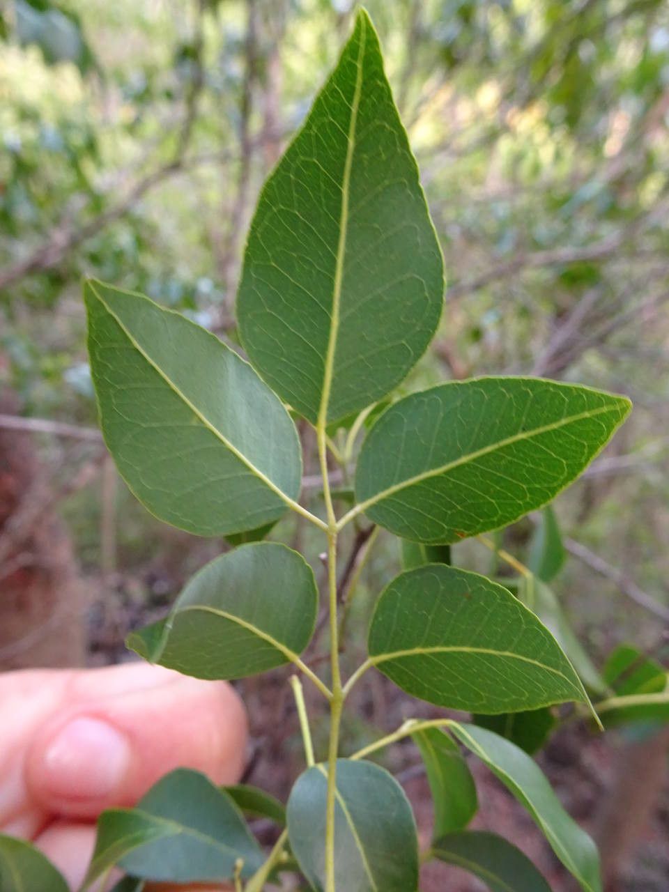 Amyris elemifera leaf