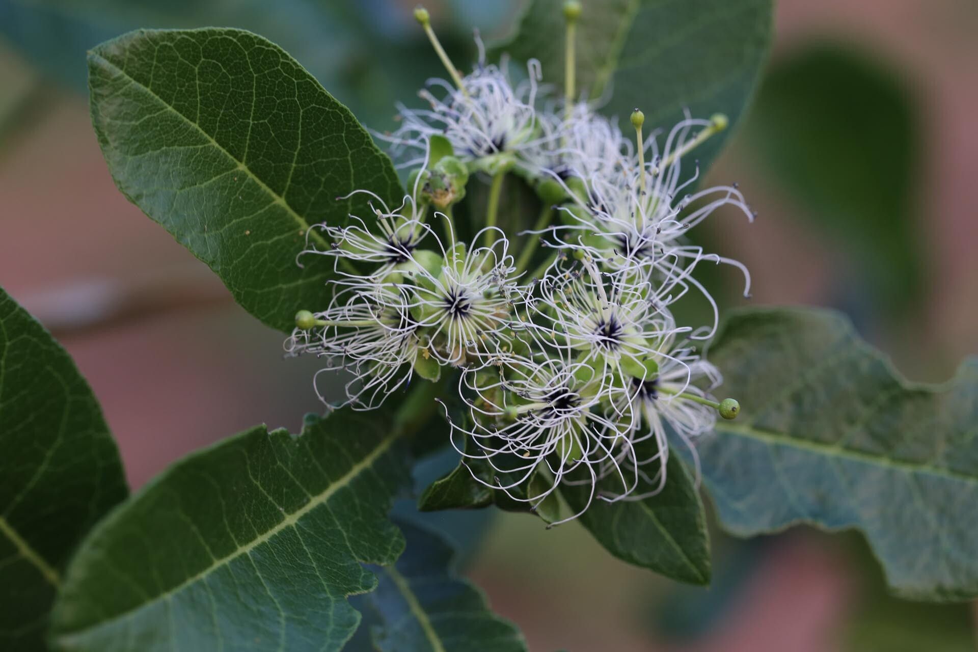 Maerua bussei flower