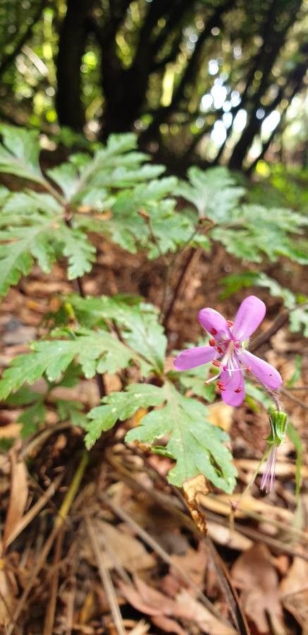 Geranium reuteri flower