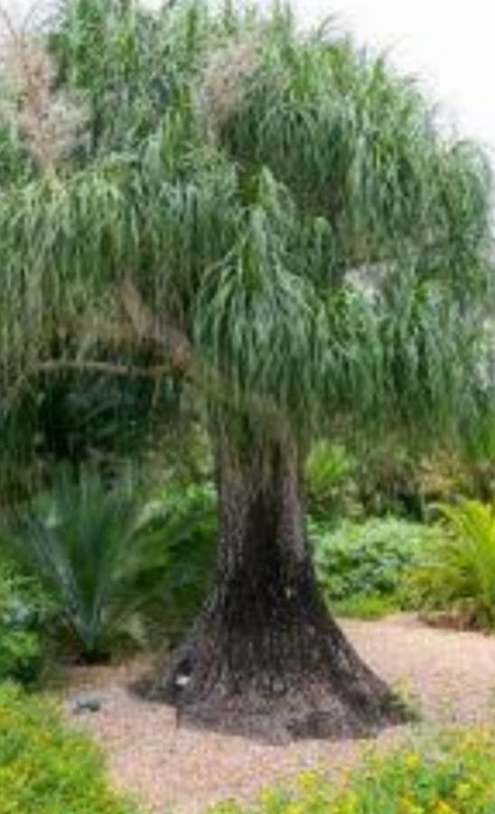 Beaucarnea hiriartiae