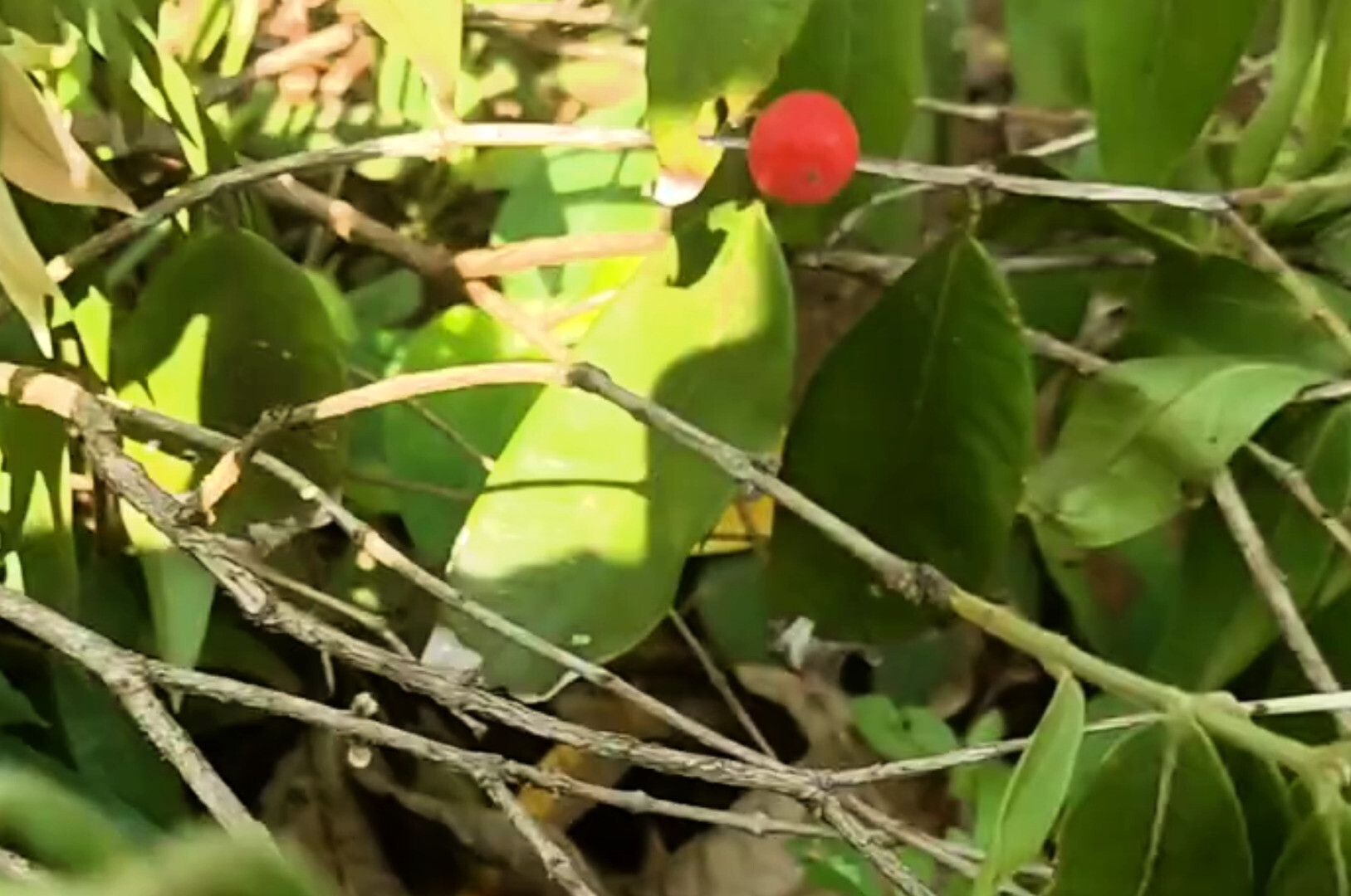 Myrciaria glomerata habit