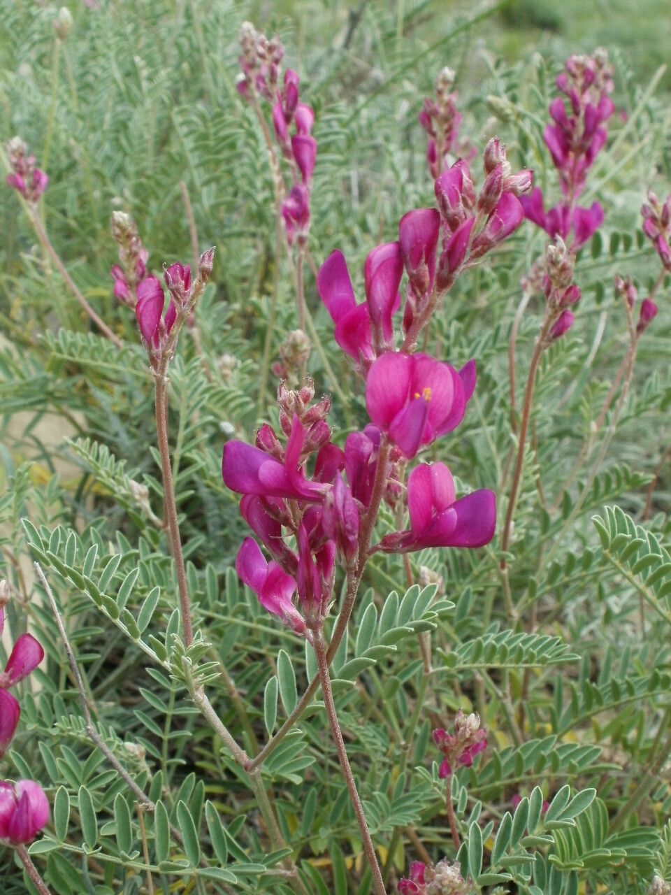 Hedysarum tauricum flower