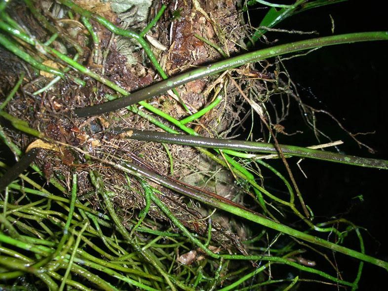 Asplenium juglandifolium other
